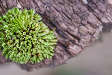 Orthotrichum