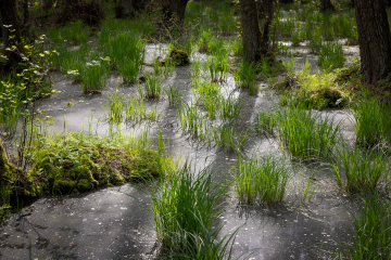 Lebensraum Waldmoor