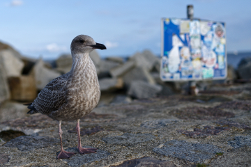 Möwe