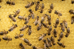 Bienen