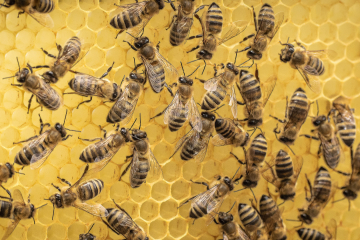 Bienen