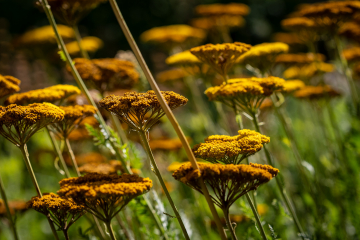Sommerabendstimmung I