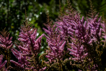 Sommerabendstimmung II