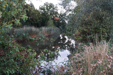 Dschungel