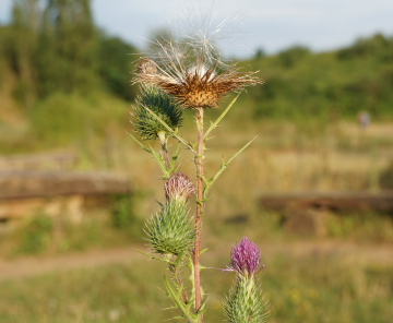 Distel