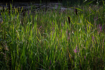Abendlicht