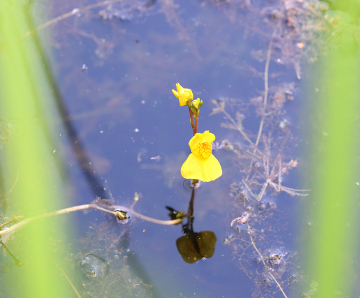 Im Wasser