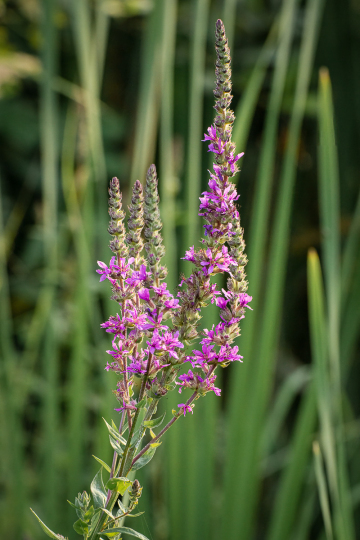 Gewöhnlicher Blutweiderich (Lythrum salicaria)