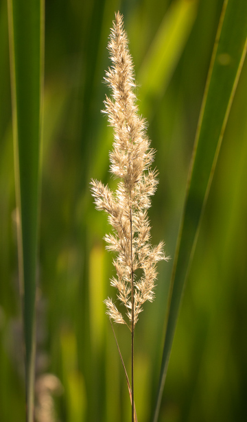 Land-Reitgras (Calamagrostis epigejos)