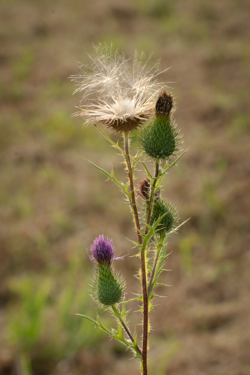 Kratzdistel