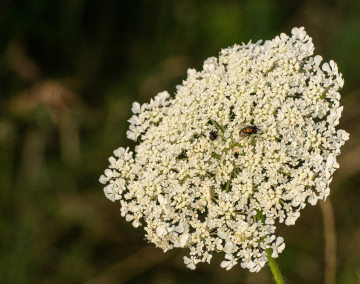 Wilde Möhre mit Besuch