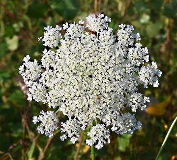 Blume