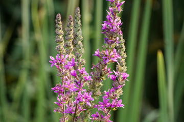 Gewöhnlicher Blutweiderich (Lythrum salicaria)