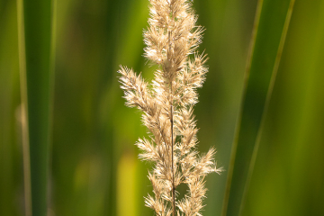 Land-Reitgras (Calamagrostis epigejos)
