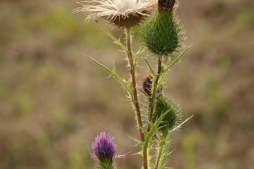 Kratzdistel