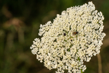 Wilde Möhre mit Besuch