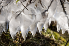 (Foto: Monika Seidel)