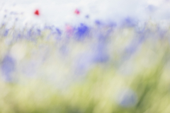 MS_Kornblumen_005