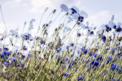 MS_Kornblumen_007