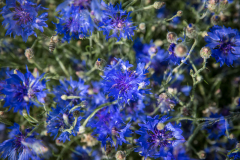 MS_Kornblumen_008