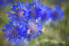 MS_Kornblumen_009