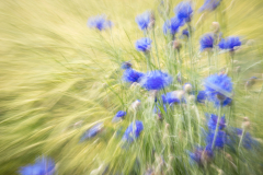 MS_Kornblumen_010