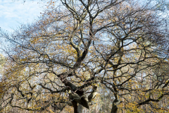 Süntelbuche (Pfungstadt)