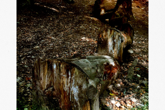2020_10_11_DarmstadtWaldkunstpfad_iPhone_001