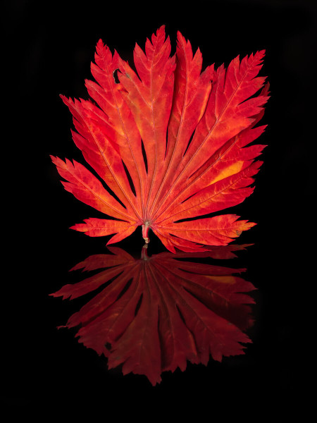 Feuer(rot)