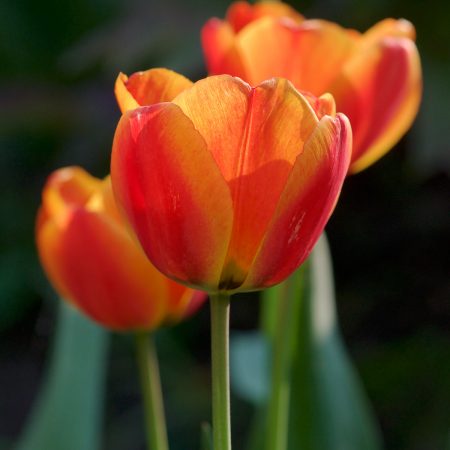 Tulpen (Foto: Ingrid Bornhofen)