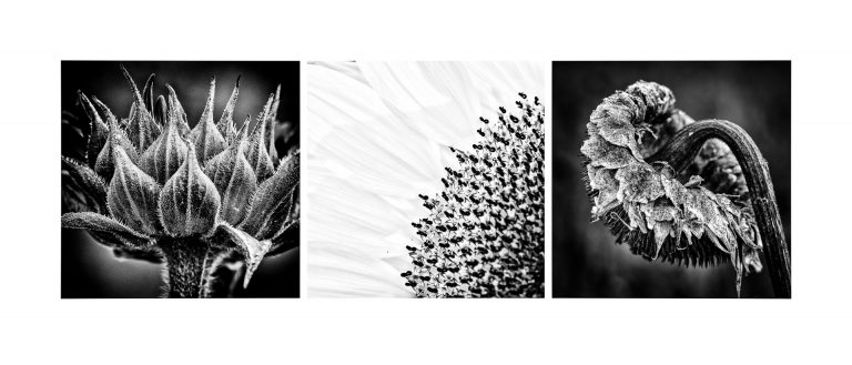 Bildbewertung 2025 – Runde 5: The Power of Three