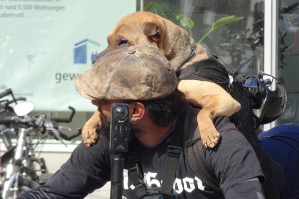 Huckepack (Foto: Ingrid Stollenmayer)