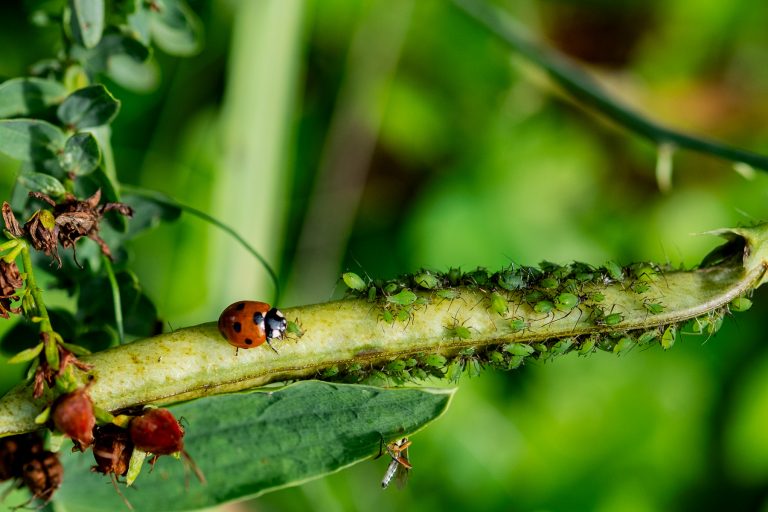 Bildbewertung 2026 Runde 1: Mikrokosmos