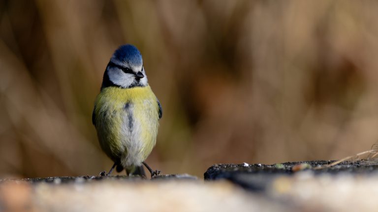 Bildbewertung 2026 Runde 2: Freies Thema