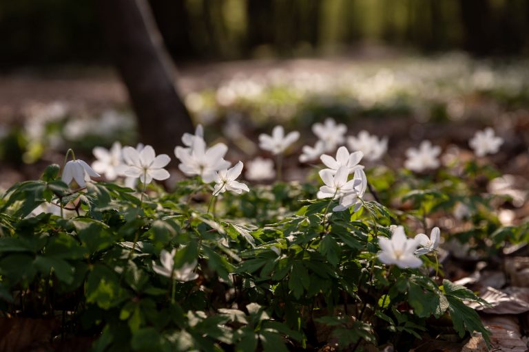 Fotofrühling 2026 – Unterwegs am Steinbrücker Teich